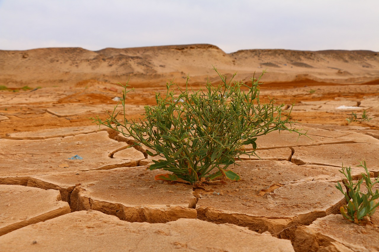 découvrez les enjeux du changement climatique : impacts environnementaux, solutions durables et actions individuelles à entreprendre pour protéger notre planète.