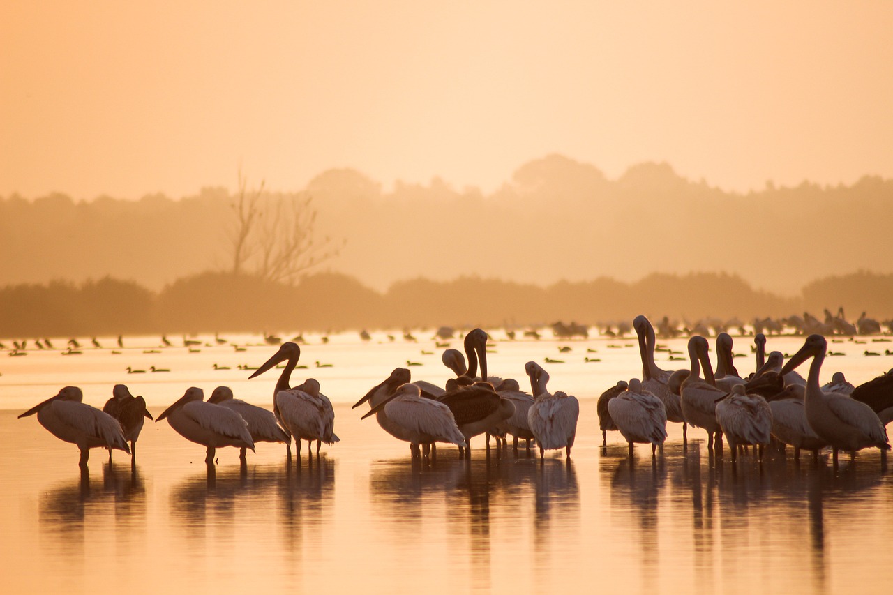 découvrez l'importance de la conservation pour préserver notre environnement et notre patrimoine. explorez des pratiques durables et des initiatives qui aident à protéger la biodiversité et à promouvoir un avenir plus responsable.