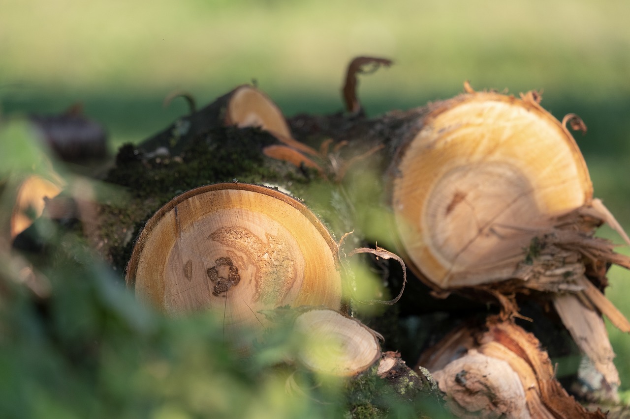 découvrez les causes et les conséquences de la déforestation, un enjeu mondial crucial qui menace la biodiversité et le climat. informez-vous sur les actions à prendre pour préserver nos forêts et lutter contre cette crise environnementale.