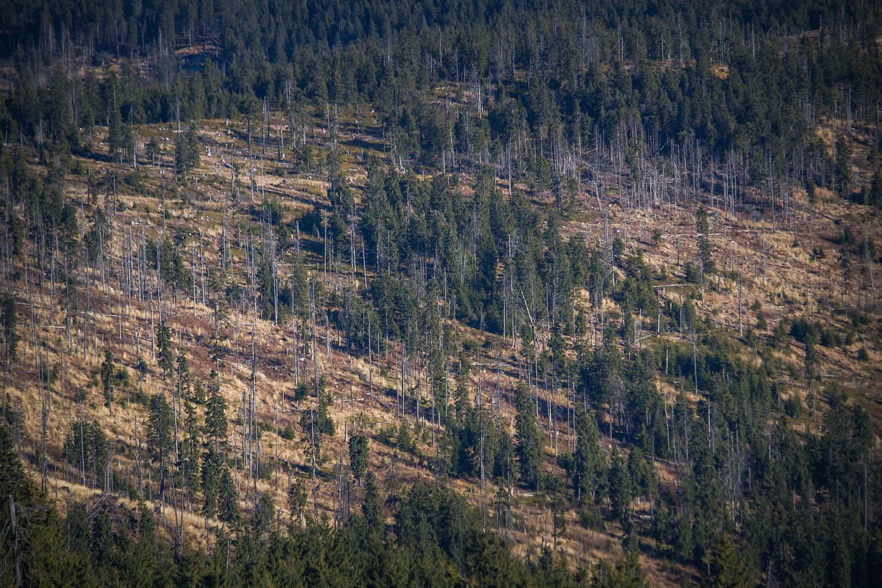 la déforestation est un phénomène inquiétant qui entraîne la destruction des forêts à un rythme alarmant, menaçant la biodiversité, nuisant à l'environnement et impactant les communautés humaines. découvrez les causes, conséquences et solutions pour préserver nos précieuses ressources forestières.