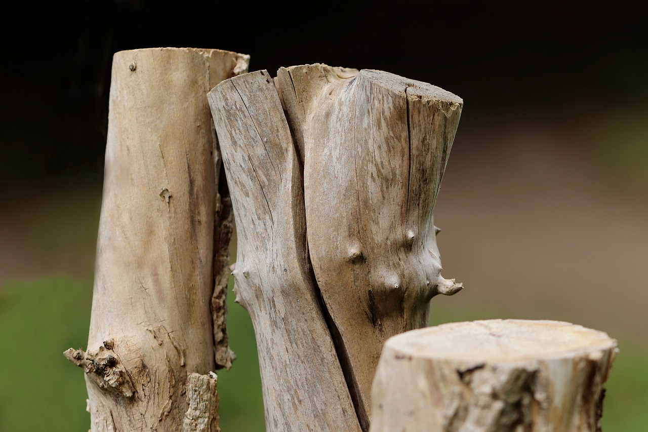 la déforestation désigne la destruction des forêts, entraînant la perte de biodiversité, des impacts climatiques et menant à des conséquences environnementales graves. découvrez les causes, effets et solutions pour préserver nos précieuses forêts.