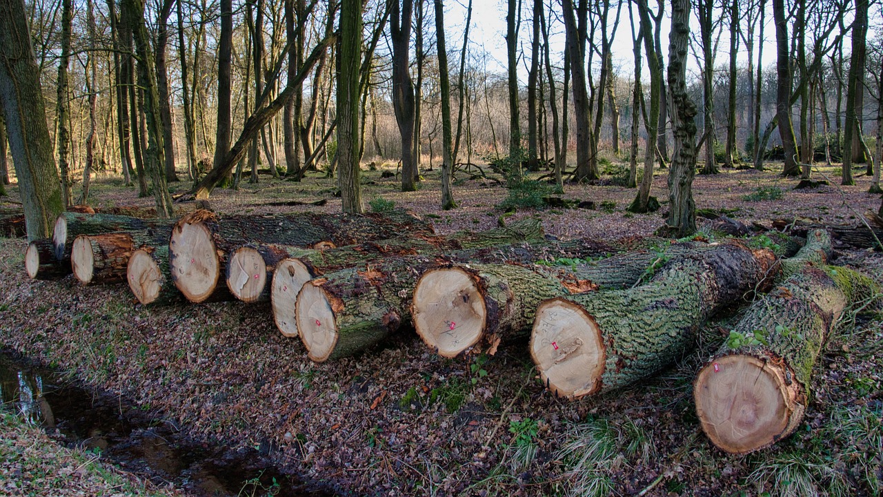 découvrez les conséquences alarmantes de la déforestation sur notre planète : perte de biodiversité, changement climatique et impacts sur les communautés locales. apprenez comment agir pour préserver nos forêts et promouvoir une gestion durable des ressources.