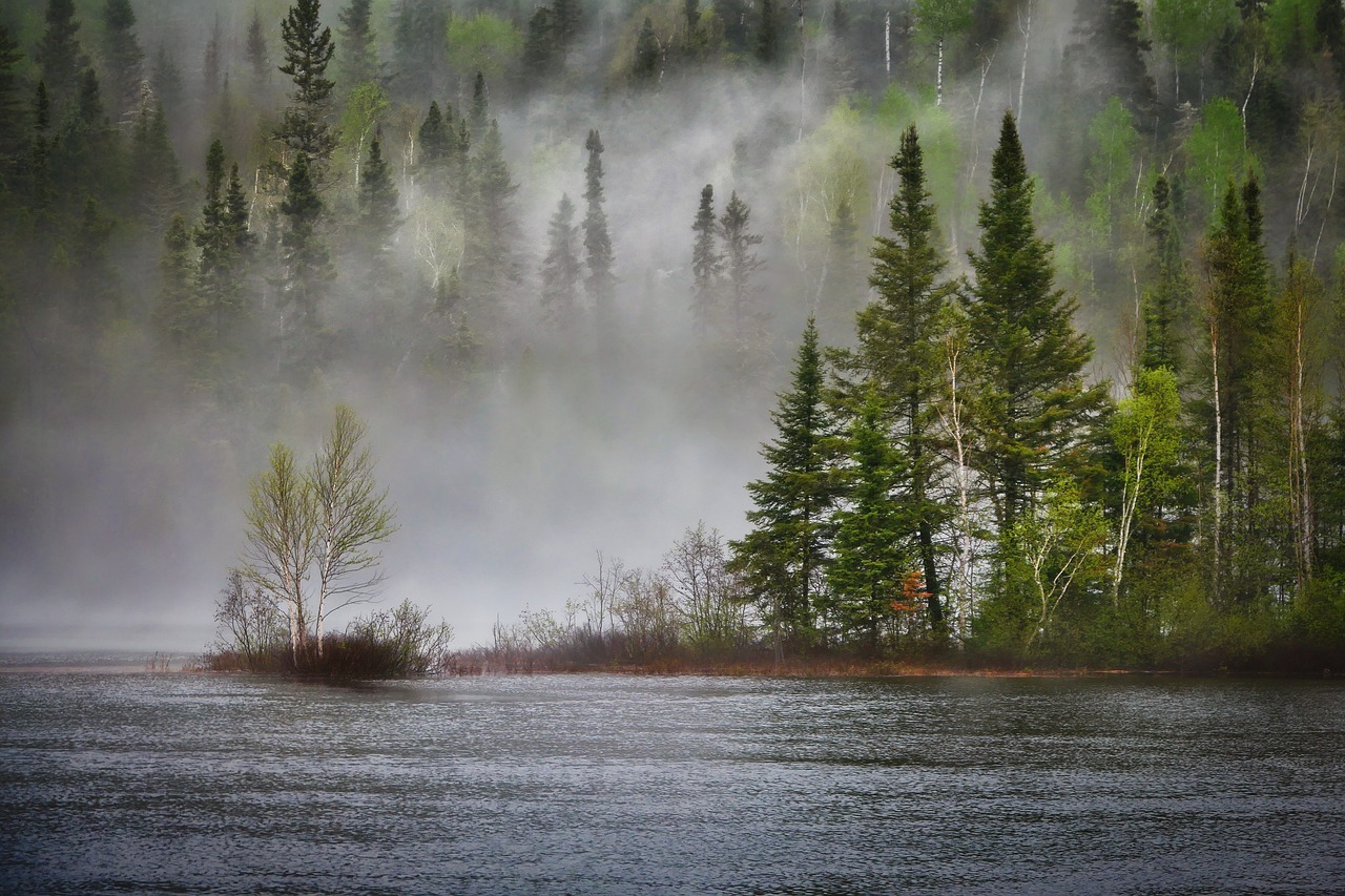 découvrez l'écosystème dans son ensemble, un réseau complexe interconnectant organismes, habitats et interactions, essentiel à la biodiversité et à l'équilibre de notre planète.