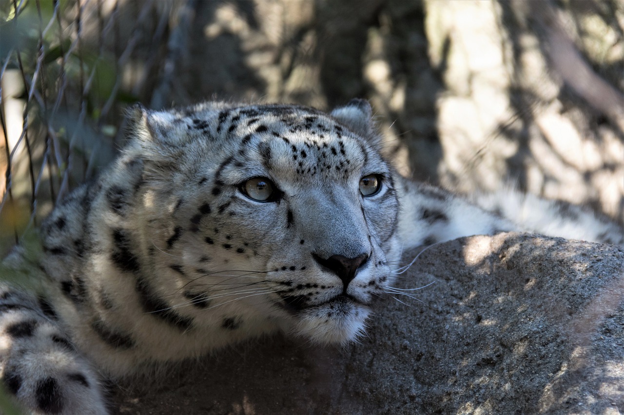 découvrez les espèces en danger et les efforts de conservation nécessaires pour protéger notre biodiversité. informez-vous sur les menaces pesant sur la faune et la flore, et engagez-vous pour un avenir durable.