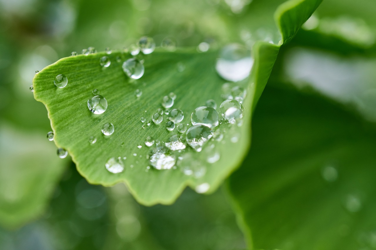 découvrez l'importance de l'environnement et des enjeux écologiques qui influencent notre planète. explorez des solutions durables et des pratiques respectueuses pour protéger notre terre et garantir un avenir sain pour les générations futures.