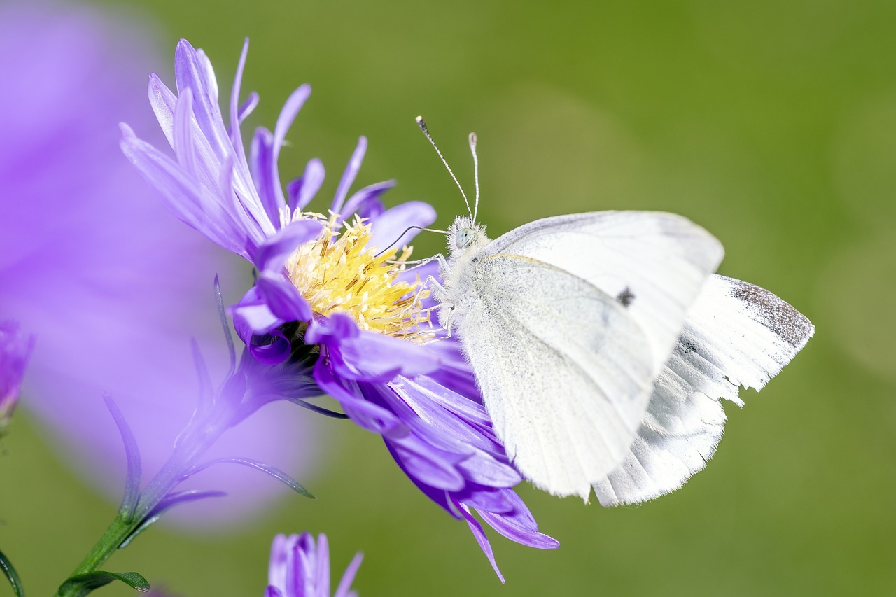 découvrez l'impact environnemental des activités humaines, des choix de consommation à la gestion des ressources naturelles. apprenez comment minimiser votre empreinte écologique et contribuer à un avenir durable pour notre planète.