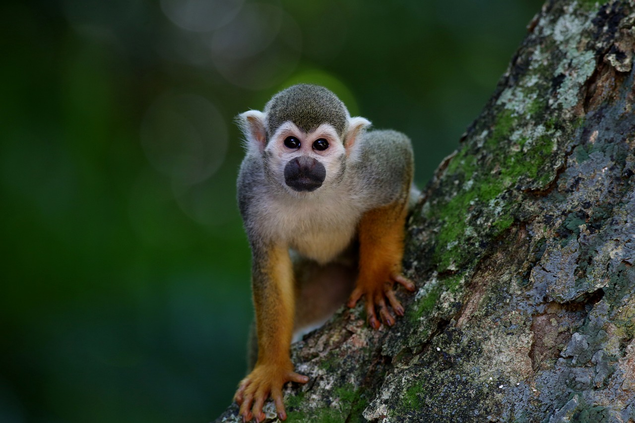 découvrez les habitats naturels, refuge de la biodiversité, où faune et flore évoluent en harmonie. explorez l'importance de ces écosystèmes pour la conservation de notre planète et apprenez comment les préserver.