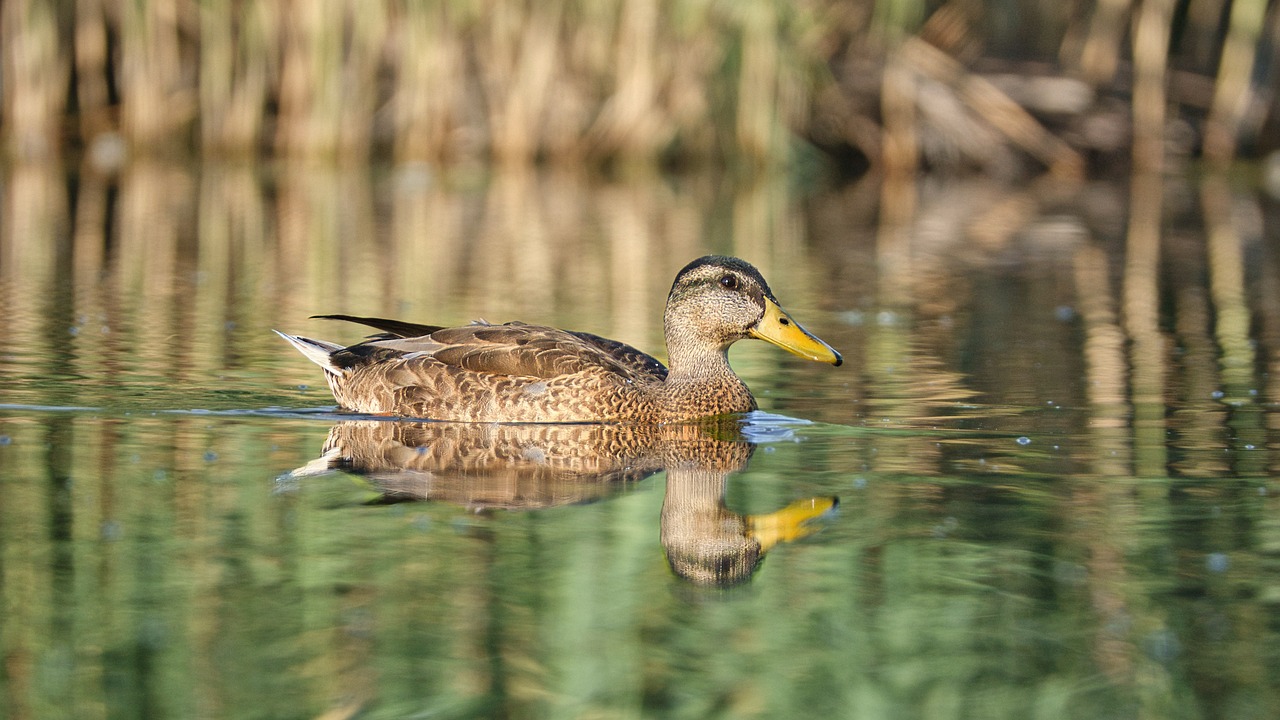 découvrez les habitats naturels, véritables sanctuaires de biodiversité, où faune et flore cohabitent en harmonie. explorez leur importance, leurs caractéristiques uniques et les menaces qui pèsent sur eux. plongez dans l'univers fascinant de la nature et apprenez comment préserver ces écosystèmes vitaux.