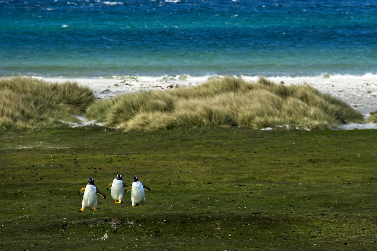 découvrez les différents habitats naturels à travers le monde, leur importance pour la biodiversité et les enjeux de préservation qui les menacent. plongez dans l'univers fascinant des écosystèmes et apprenez comment protéger notre planète.