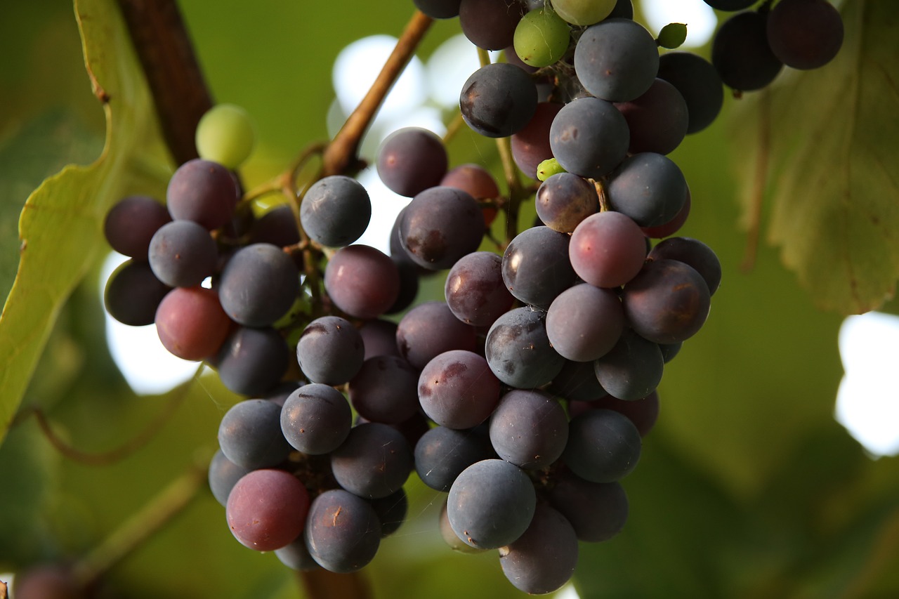 découvrez l'agriculture biologique : une pratique respectueuse de l'environnement qui privilégie des méthodes naturelles pour cultiver des aliments sains et durables. apprenez comment elle contribue à la biodiversité, protège les ressources naturelles et soutient les communautés locales.