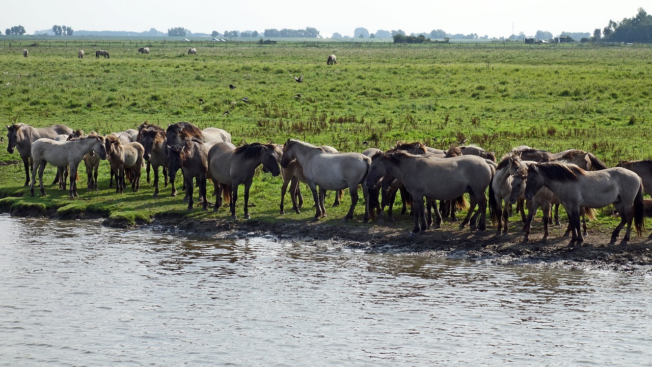 découvrez l'importance des zones protégées pour la conservation de la biodiversité. apprenez comment ces espaces uniques préservent les habitats naturels, soutiennent les écosystèmes et offrent des refuges pour les espèces menacées.