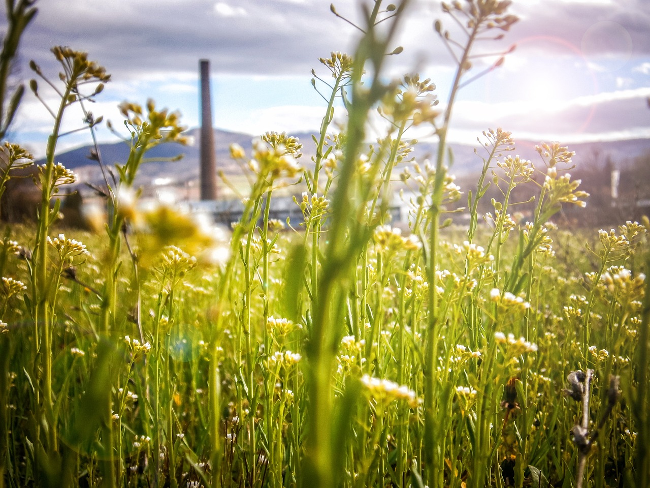 découvrez les enjeux et les solutions pour un avenir durable. explorez les initiatives écologiques, les innovations vertes et les modes de vie respectueux de l'environnement qui contribuent à créer un futur équilibré et sain pour notre planète.