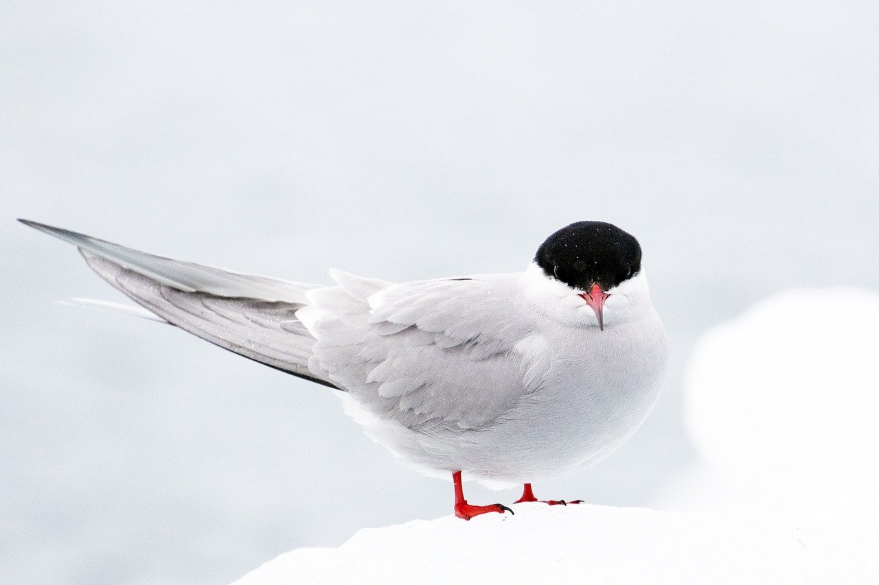 découvrez l'importance de la conservation de la faune et faites partie de l'effort mondial pour protéger les espèces menacées et leur habitat. engagez-vous pour un environnement durable et préservez la biodiversité.