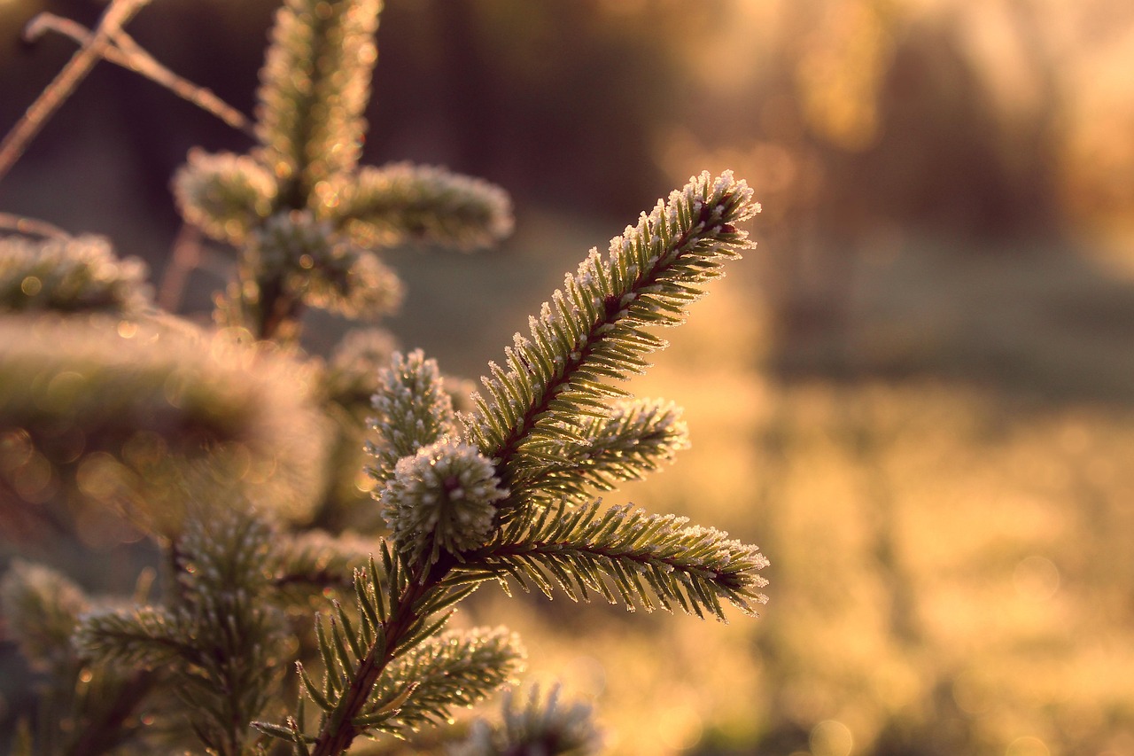 découvrez l'écologie politique, une discipline qui explore les interrelations entre la politique, l'environnement et la société. apprenez comment les enjeux écologiques influencent les décisions politiques et comment des mouvements émergent pour promouvoir un développement durable et équitable.