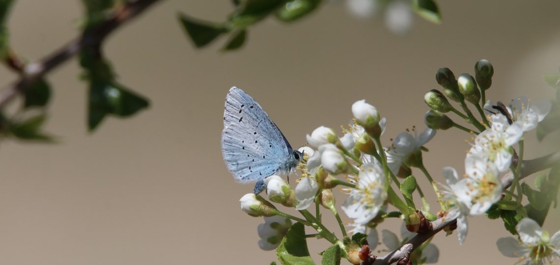 découvrez l'importance de la biodiversité pour notre planète, son rôle essentiel dans l'écosystème, et les actions que nous pouvons entreprendre pour la préserver. apprenez comment chaque espèce interagit et contribue à un équilibre vital pour la vie sur terre.