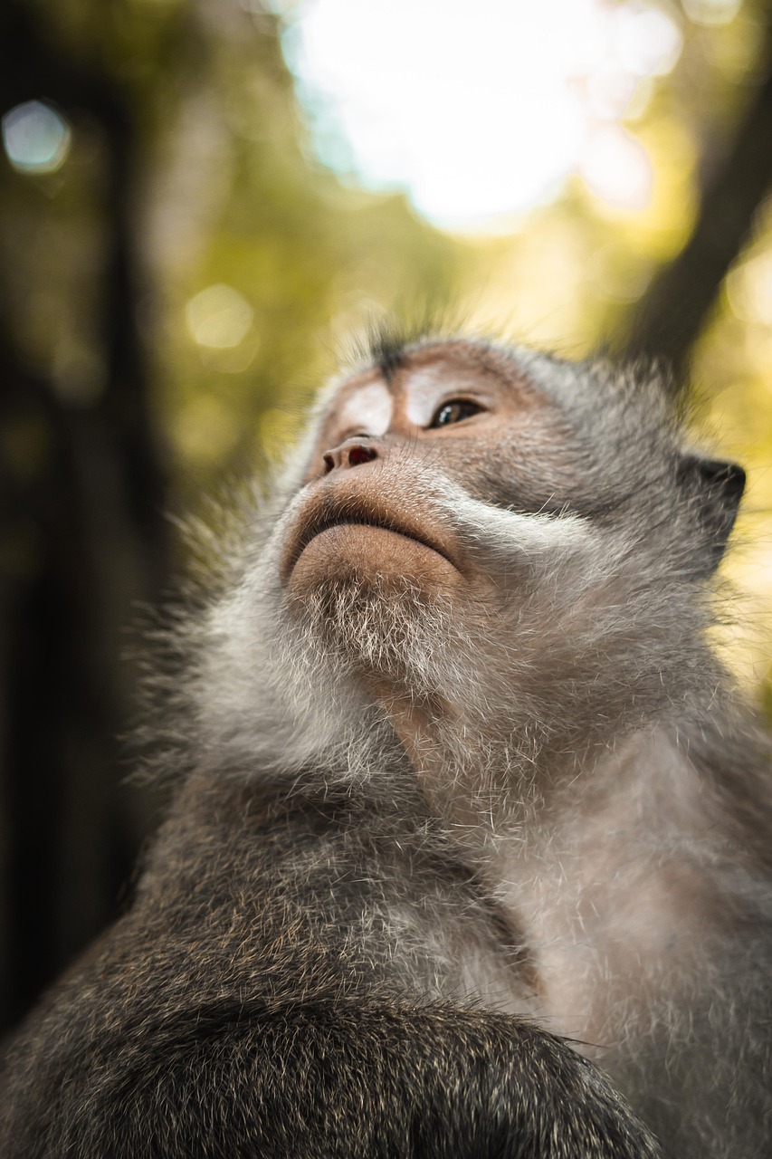 découvrez la richesse de la biodiversité : explorez l'importance des espèces, des écosystèmes et leur rôle crucial dans l'équilibre de notre planète. apprenez comment protéger et préserver la diversité biologique pour les générations futures.