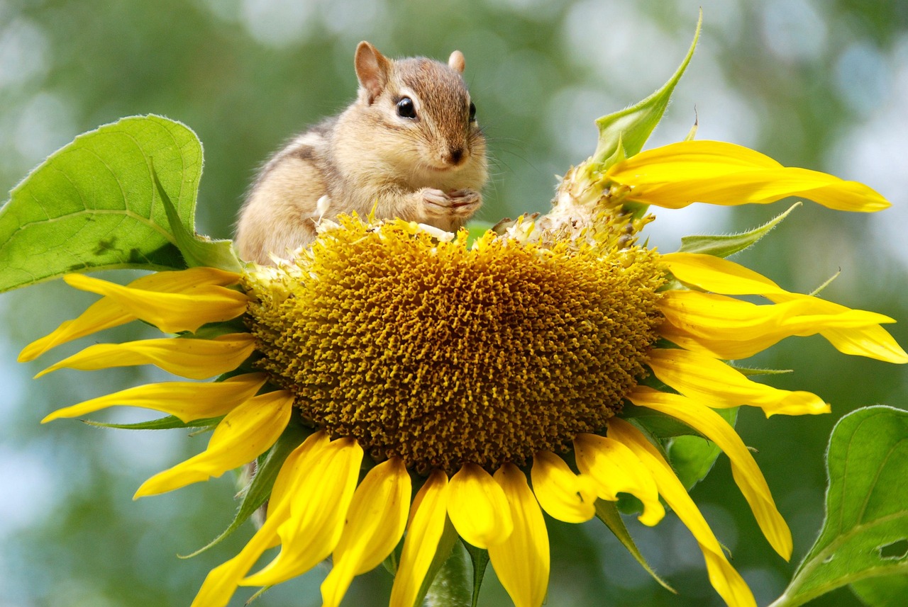 découvrez l'importance de la biodiversité pour notre planète : un équilibre crucial entre les espèces, les écosystèmes et le bien-être humain. explorez les menaces qui pèsent sur la biodiversité et les actions à mener pour la préserver.