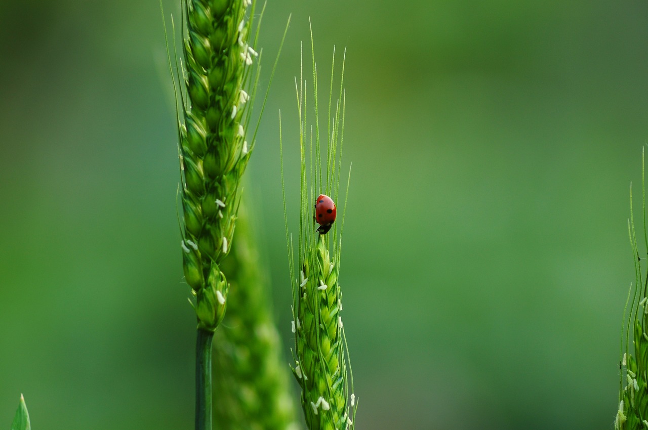 découvrez la richesse et l'importance de la biodiversité sur notre planète. apprenez comment la diversité des espèces contribue à l'équilibre des écosystèmes et à la survie de notre environnement.