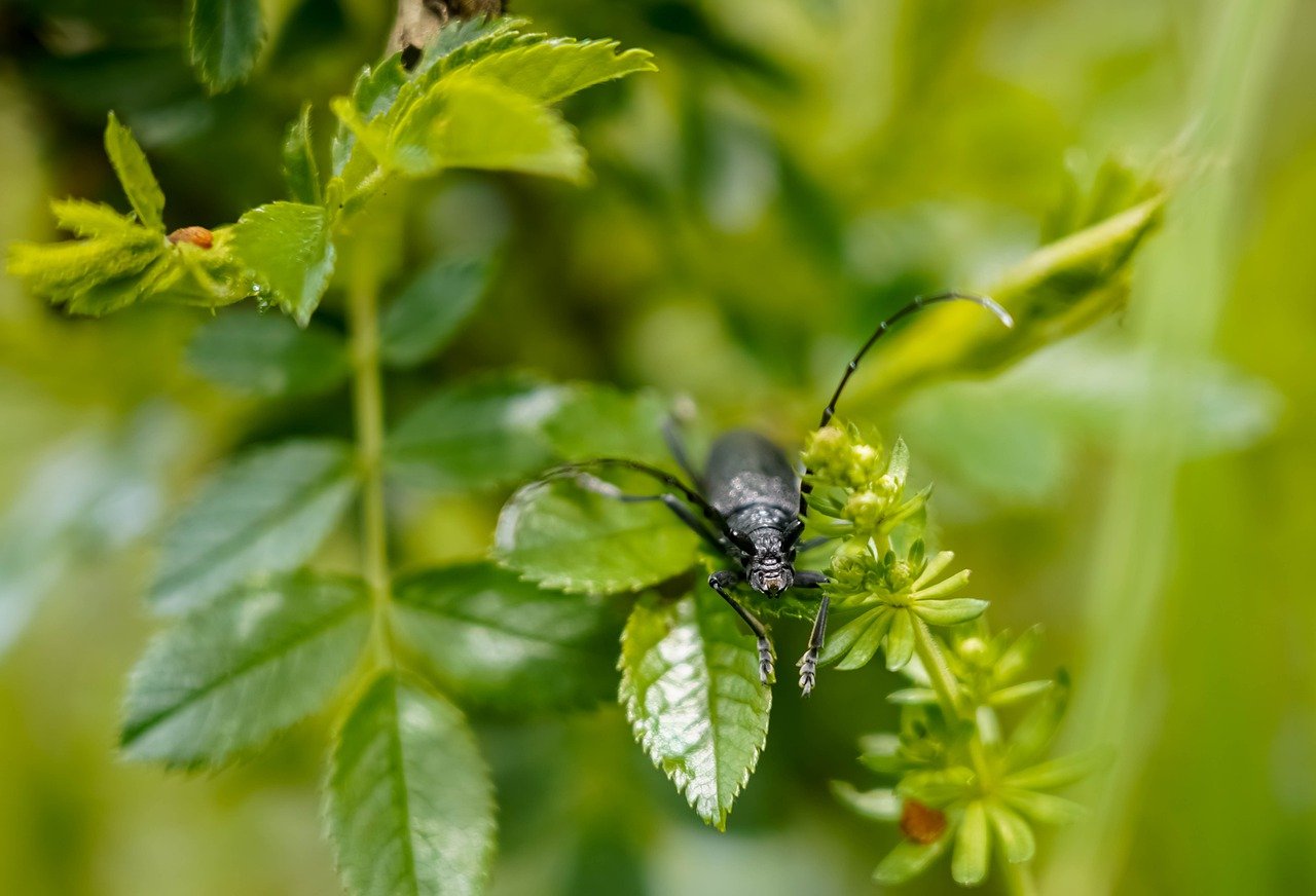 découvrez l'écologie, l'étude des interactions entre les organismes vivants et leur environnement. explorez les enjeux environnementaux, les solutions durables et l'importance de la biodiversité pour préserver notre planète.