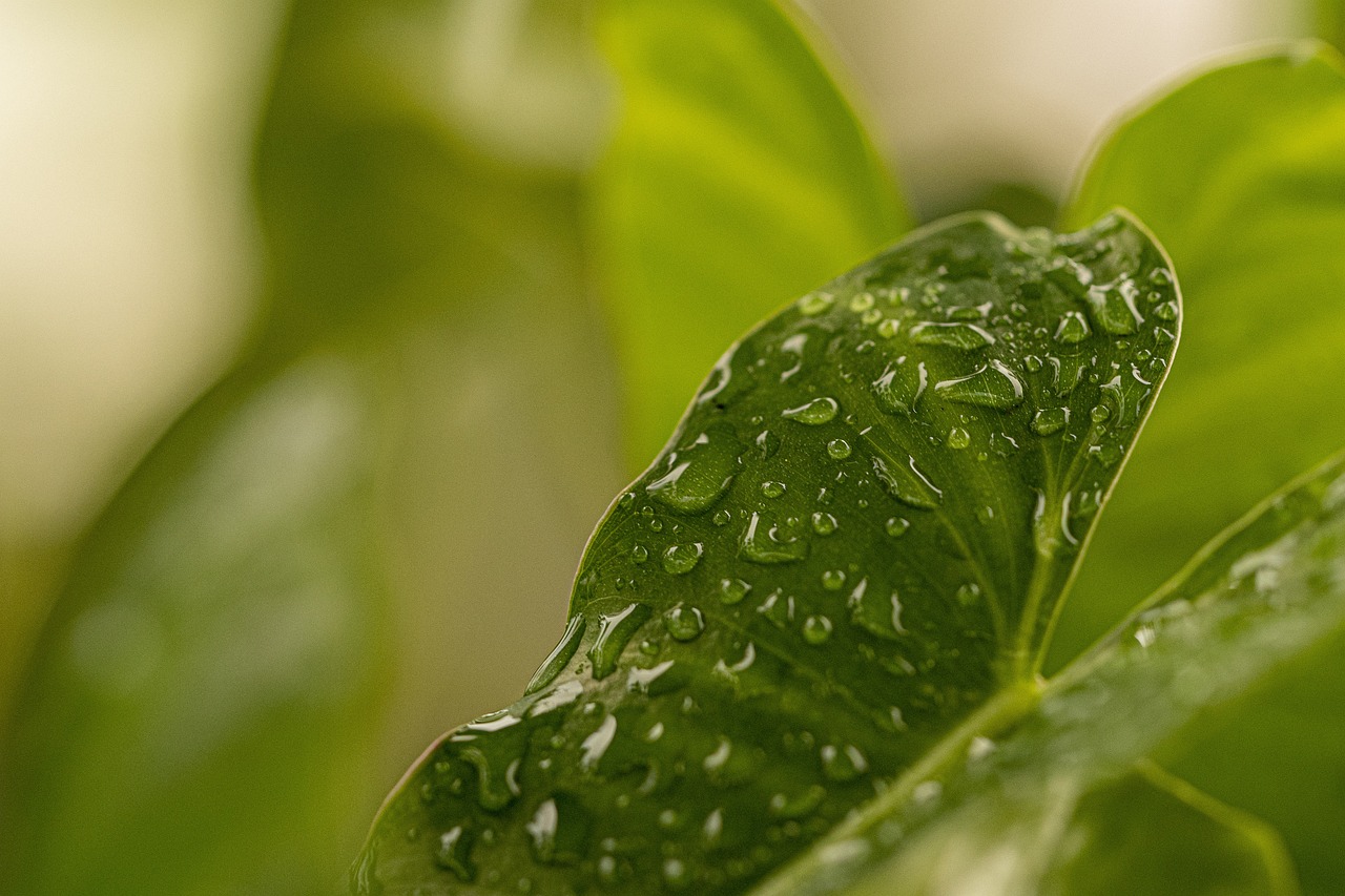 découvrez des informations essentielles sur l'environnement : enjeux écologiques, biodiversité, développement durable et actions pour préserver notre planète. engagez-vous pour un futur plus vert.