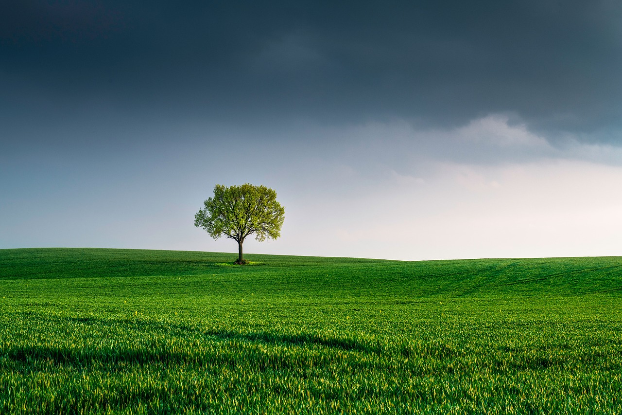 découvrez l'importance de la préservation de notre environnement. explorez des astuces pour un mode de vie durable, les défis écologiques actuels et les initiatives pour protéger notre planète.