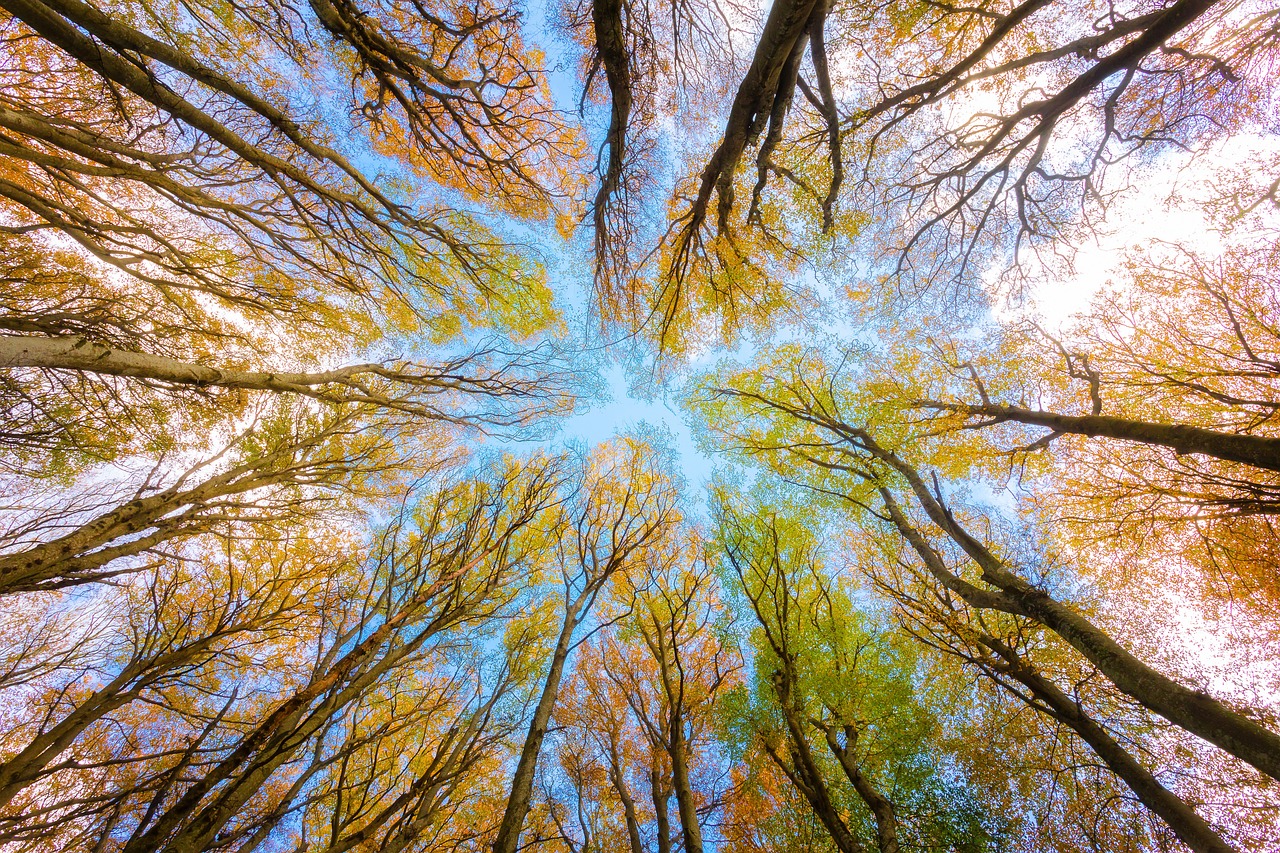 découvrez l'importance de l'environnement et les actions à entreprendre pour le protéger. explorez les enjeux écologiques, les initiatives durables et les façons dont chacun peut contribuer à un avenir plus vert.