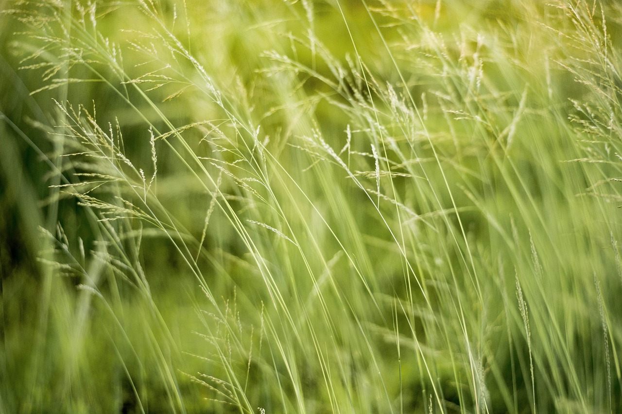 découvrez l'importance de la sensibilisation environnementale et comment elle peut influencer positivement notre planète. apprenez des solutions pratiques pour protéger notre environnement et encourager un développement durable pour les générations futures.