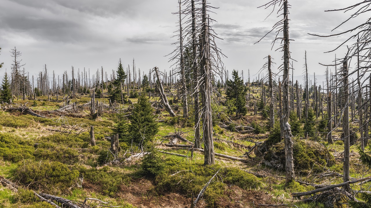 explorez les défis environnementaux auxquels notre planète est confrontée, notamment le changement climatique, la pollution et la perte de biodiversité. découvrez les solutions durables et les actions nécessaires pour préserver notre écosystème pour les générations futures.