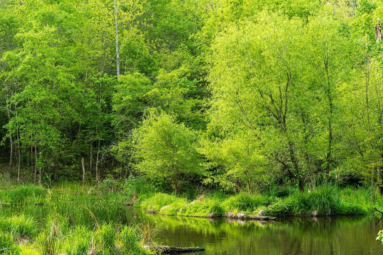 découvrez l'importance de la conservation de l'environnement et les actions essentielles pour protéger notre planète. apprenez comment chacun peut contribuer à un avenir durable en préservant la biodiversité et en réduisant l'impact écologique.