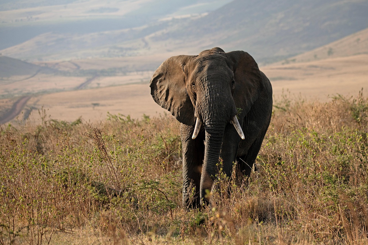 découvrez l'importance de la conservation environnementale, des stratégies pour protéger notre planète et des actions concrètes que chacun peut entreprendre pour préserver la biodiversité et lutter contre le changement climatique.