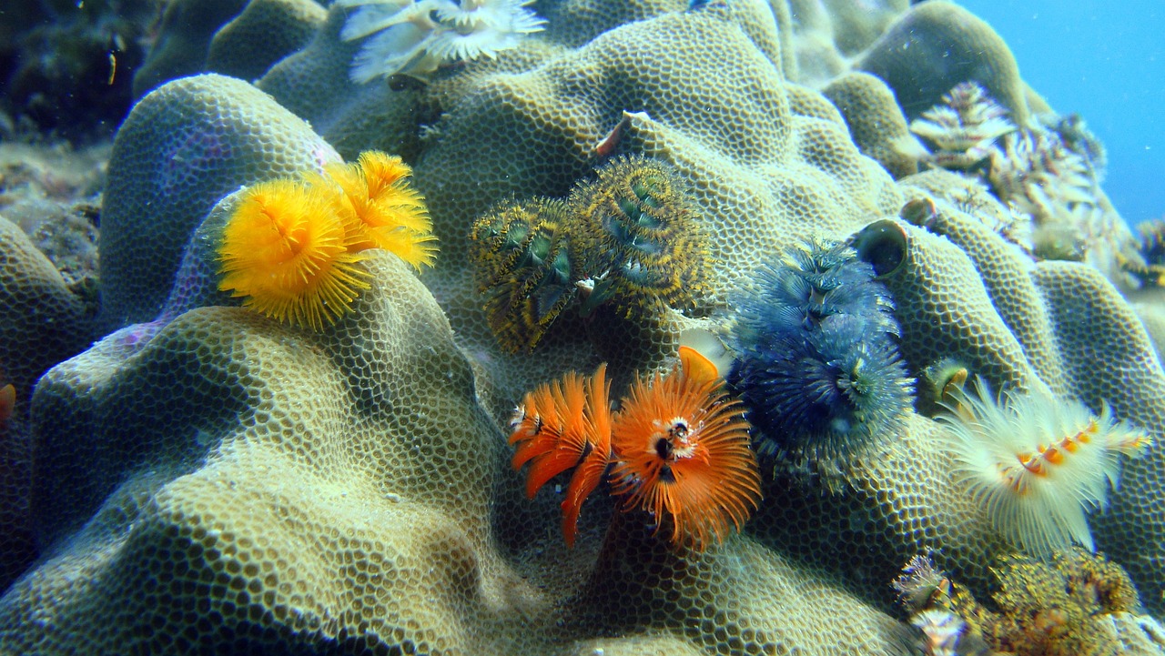 découvrez l'importance de la protection des écosystèmes marins et comment préserver la biodiversité océane pour les générations futures. rejoignez-nous dans notre mission pour un avenir durable et sain pour nos mers.