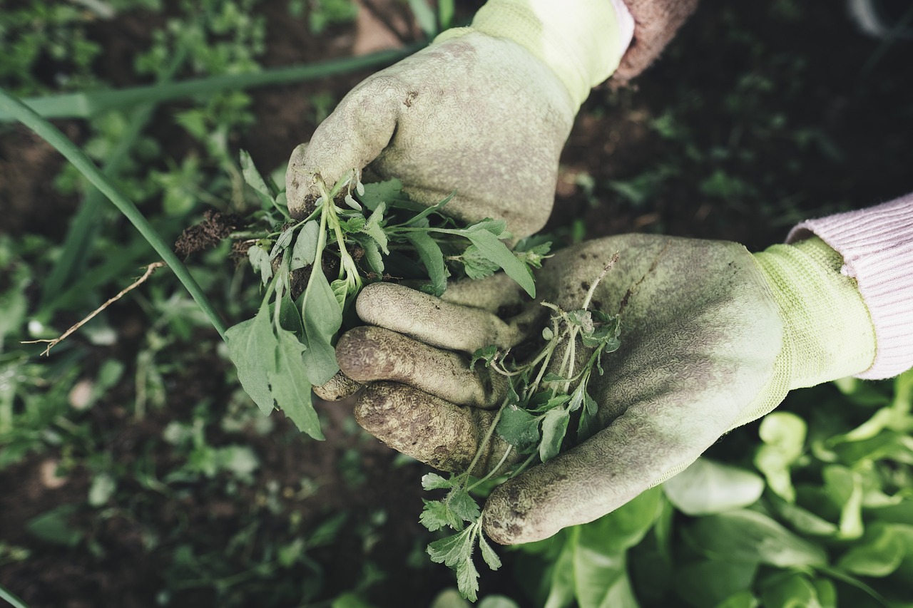 découvrez nos conseils essentiels pour prendre soin de vos plantes. apprenez les meilleures pratiques d'arrosage, d'engrais et de décoration pour maintenir vos végétaux en pleine santé et embellir votre intérieur.