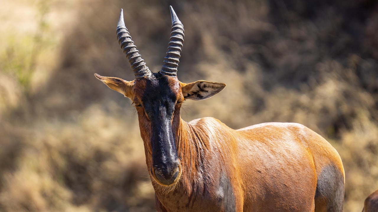 découvrez l'importance de la réintroduction des espèces dans leurs habitats naturels pour la conservation de la biodiversité. explorez les techniques, les défis et les réussites de cette pratique essentielle pour restaurer les écosystèmes et préserver les espèces menacées.