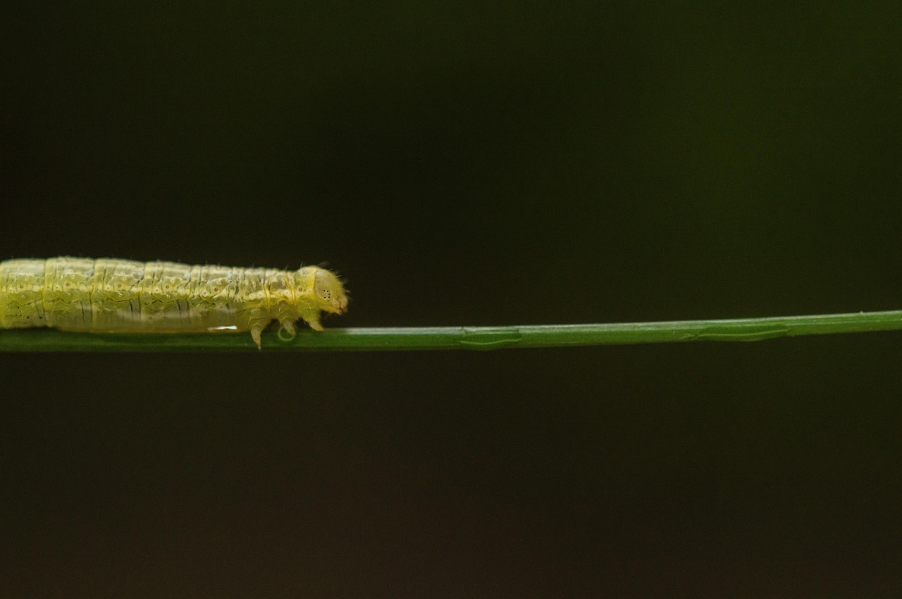 découvrez les enjeux et les stratégies de la réintroduction des espèces, un processus essentiel pour restaurer la biodiversité et préserver les écosystèmes menacés. apprenez comment cette démarche contribue à la conservation et à l'équilibre des habitats naturels.