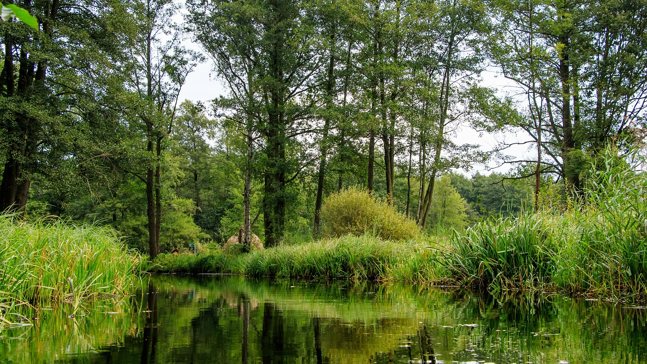 découvrez les réserves de biosphère, des espaces naturels protégés qui préservent la biodiversité tout en favorisant le développement durable. plongez dans l'harmonisation entre la conservation de l'environnement et les activités humaines, et apprenez comment ces zones uniques jouent un rôle essentiel pour notre planète.