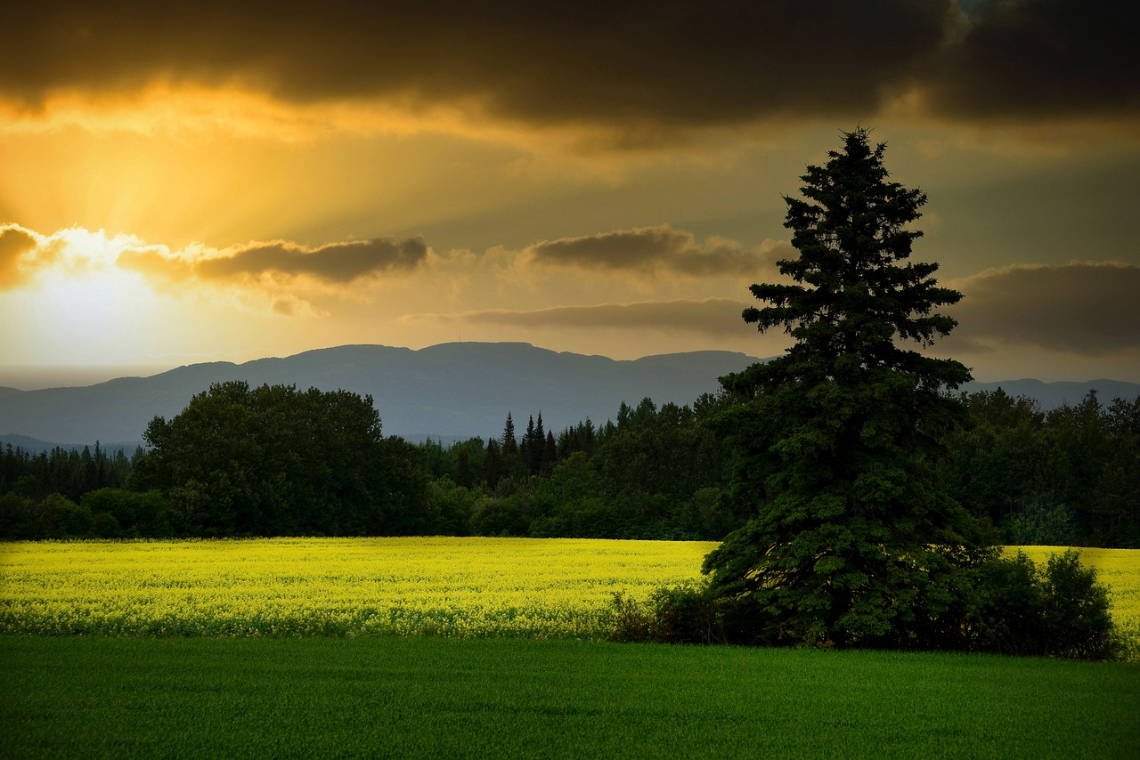 découvrez l'importance des écosystèmes et leurs interactions vitales. apprenez comment ils soutiennent la biodiversité, régulent le climat et fournissent des ressources essentielles à la vie sur terre.