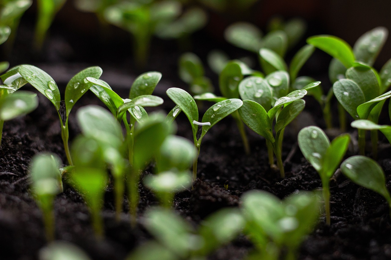 découvrez les meilleures pratiques en gestion durable des ressources, visant à concilier développement économique et protection de l'environnement. apprenez comment optimiser l'utilisation des ressources naturelles pour un avenir plus vert et responsable.