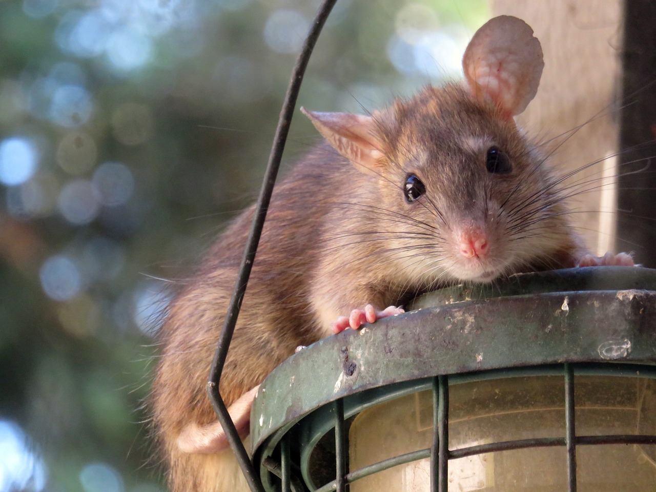 découvrez l'univers fascinant des rats urbains : leur adaptation à la vie en ville, leur comportement, ainsi que leur impact sur l'écosystème urbain. apprenez comment ces rongeurs survivent et se multiplient dans les environnements urbains tout en explorant leur interaction avec les humains.