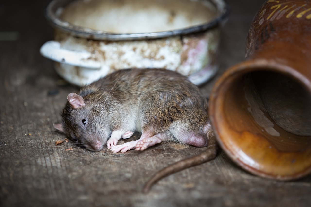 découvrez le monde fascinant des rats urbains, ces créatures résilientes qui s'adaptent à la vie en ville. apprenez-en plus sur leur comportement, leur habitat et leur impact sur l'environnement urbain.