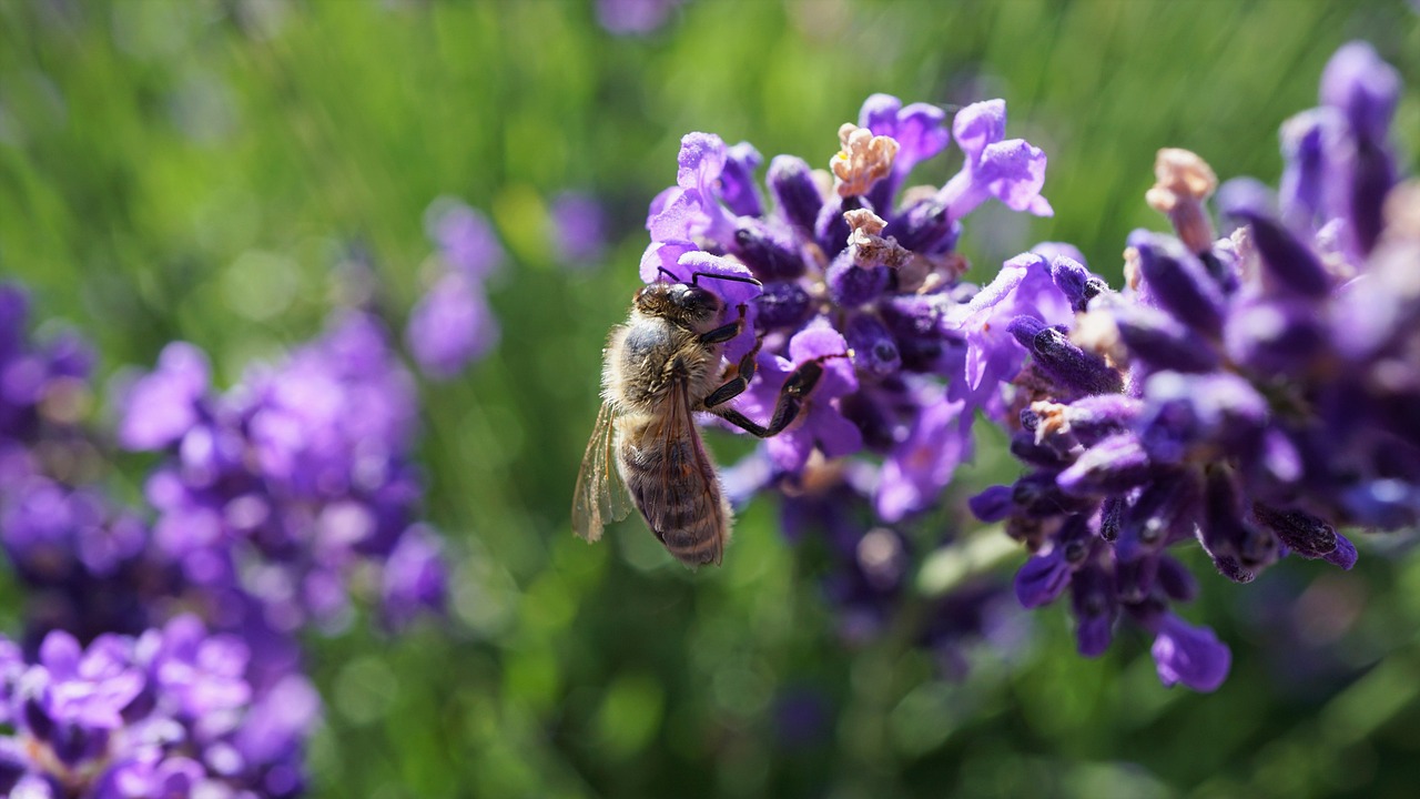 découvrez comment protéger notre planète avec des actions concrètes et des conseils pratiques sur la durabilité, la conservation de la nature et la réduction des déchets. engagez-vous pour un avenir meilleur grâce à des initiatives en faveur de l'environnement.