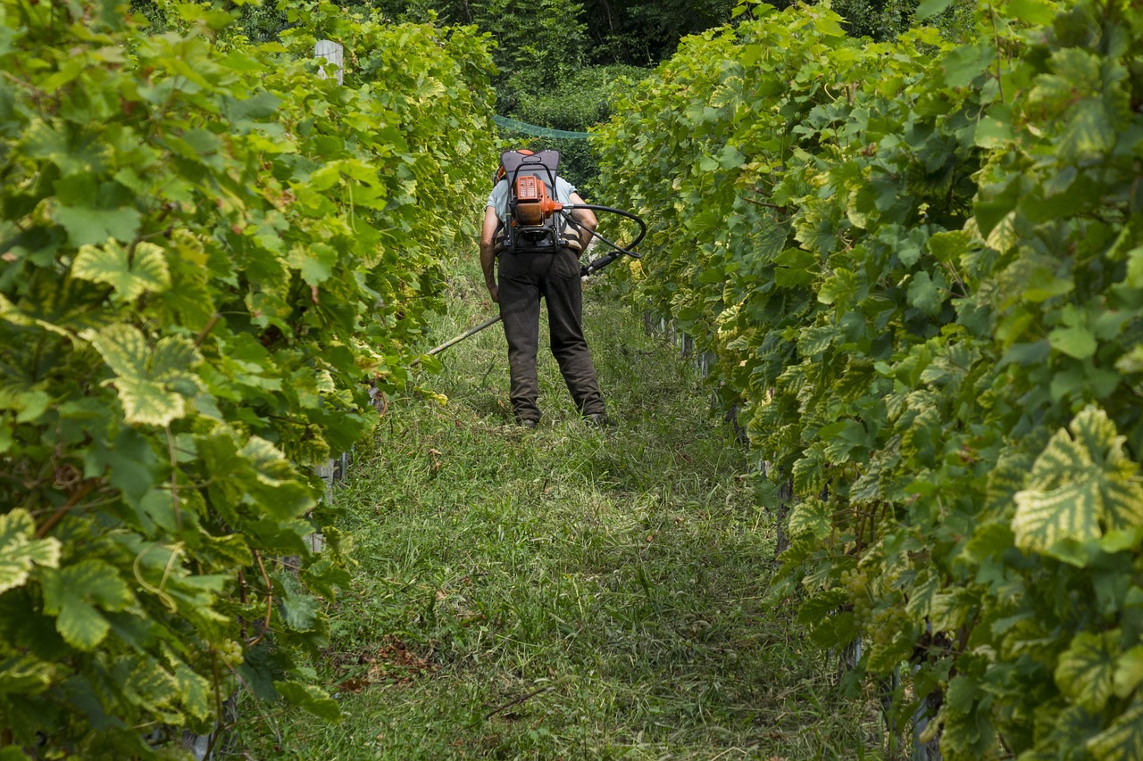 découvrez l'art de la vinification avec notre sélection de winemakers passionnés. plongez dans l'univers des vins authentiques, explorez des terroirs uniques et savourez des créations qui racontent une histoire. rejoignez-nous pour une expérience sensorielle inoubliable.