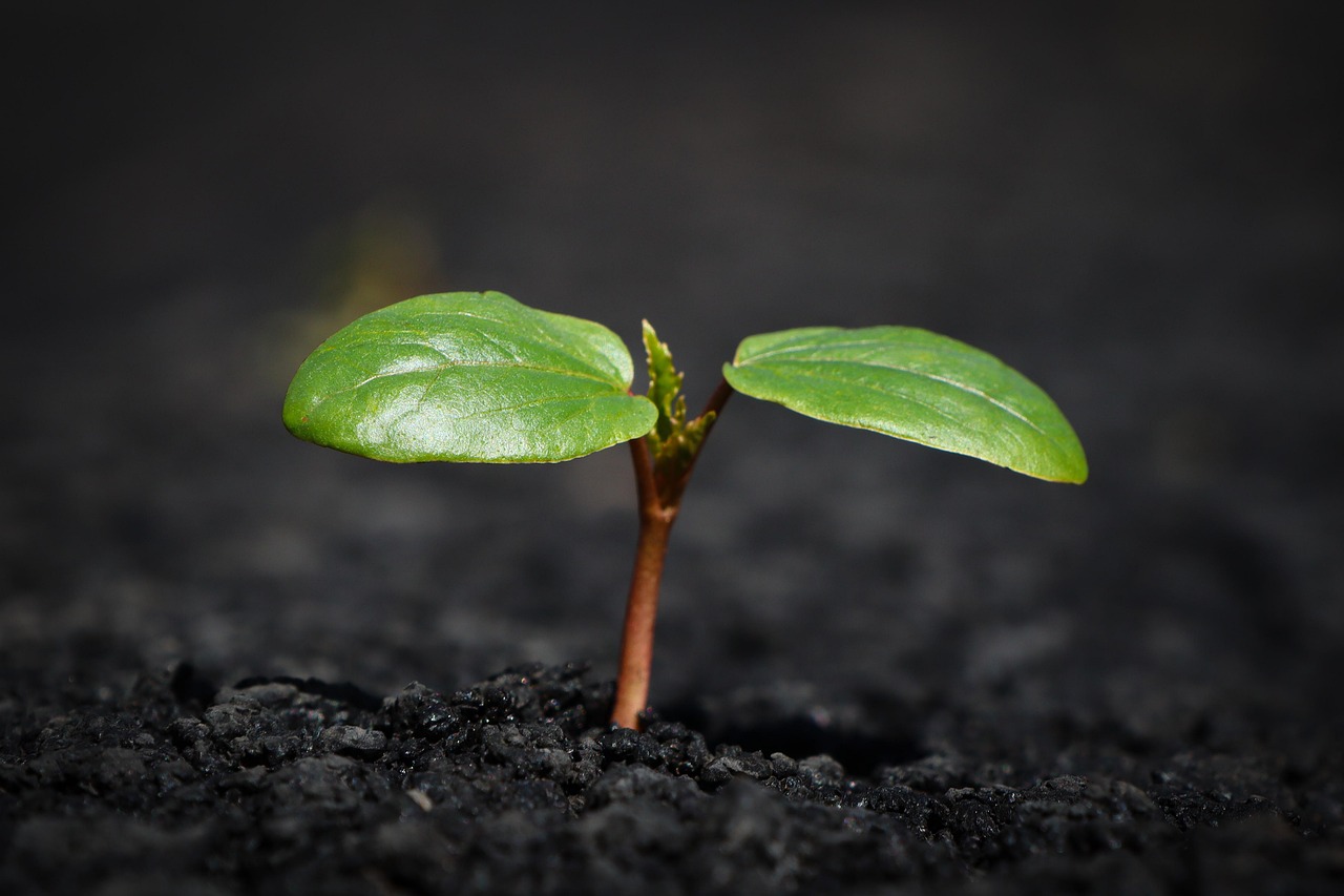 découvrez les causes et les conséquences de l'érosion du sol, un phénomène environnemental préoccupant qui menace la fertilité des terres agricoles et la biodiversité. apprenez des solutions durables pour lutter contre ce fléau et préserver notre écosystème.