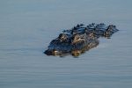 découvrez l'importance cruciale de la préservation des habitats pour la biodiversité et l'équilibre des écosystèmes. explorez des initiatives, des conseils et des actions concrètes pour protéger notre environnement et garantir un avenir durable pour les générations à venir.