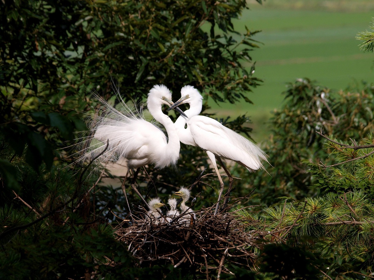 découvrez l'importance de la préservation des habitats naturels pour la biodiversité et la durabilité de notre planète. apprenez des méthodes innovantes et engagez-vous pour protéger notre environnement et les espèces qui y vivent.