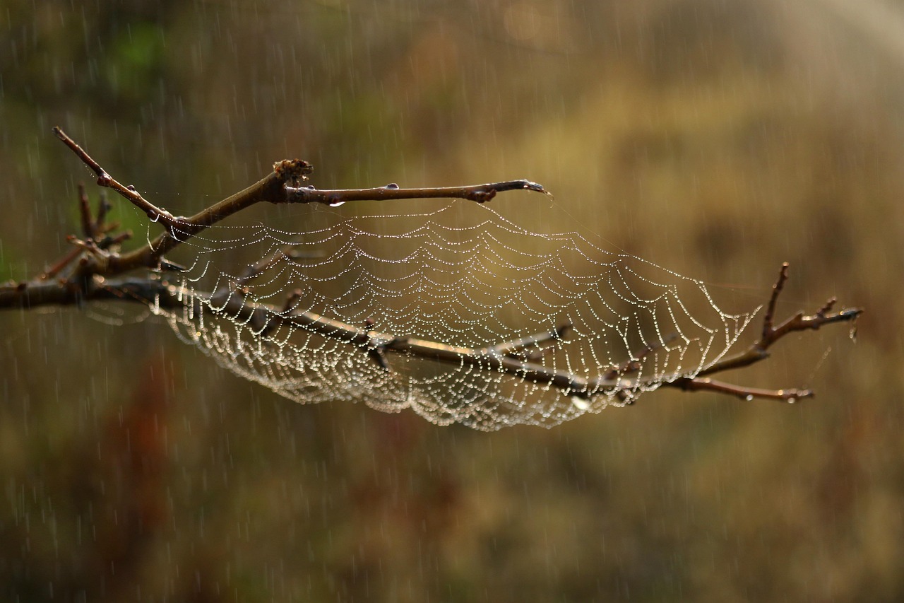 découvrez l'importance de la préservation des habitats pour la biodiversité et l'équilibre écologique. apprenez des stratégies durables et des actions concrètes pour protéger les écosystèmes et favoriser la coexistence des espèces.