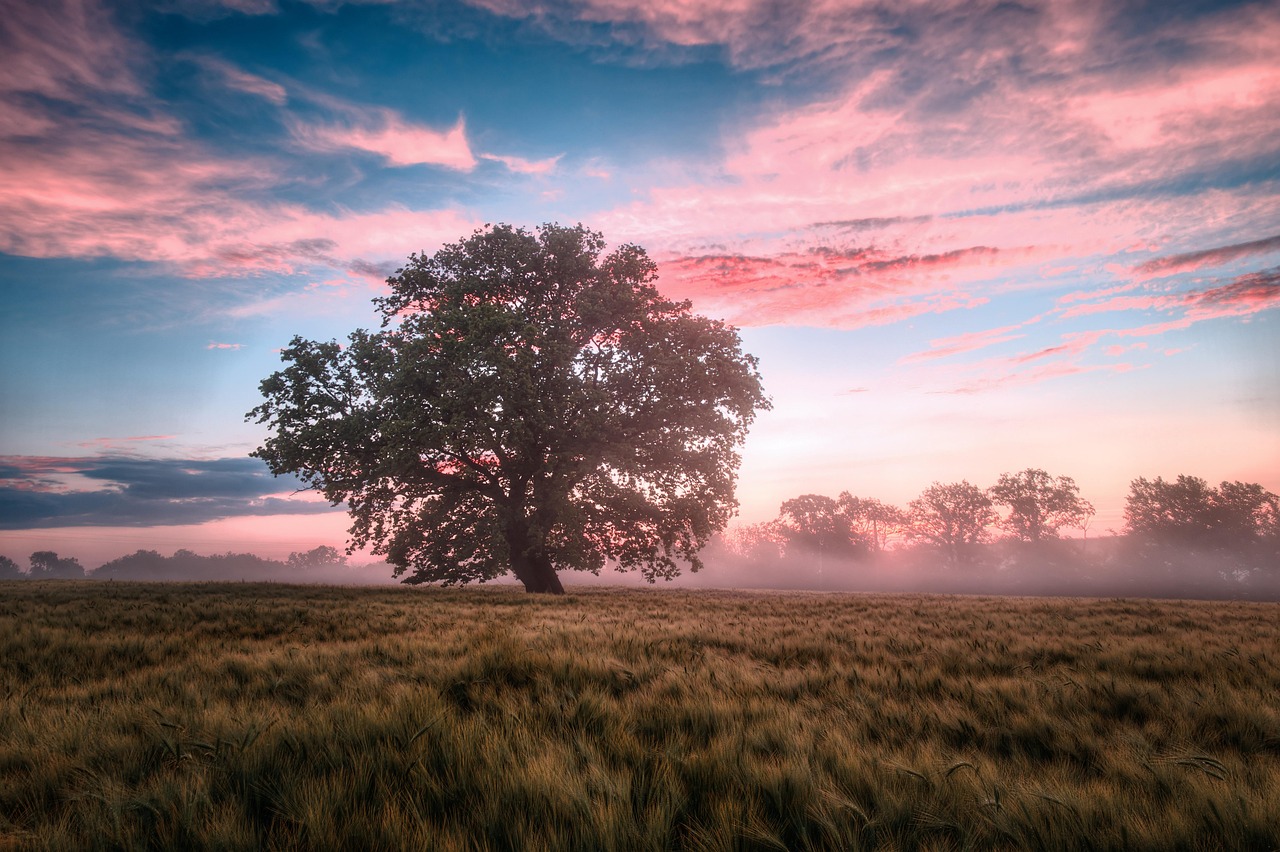 découvrez la beauté de la nature à travers nos articles captivants. explorez des paysages grandioses, la faune et la flore, et apprenez à préserver notre environnement pour les générations futures.