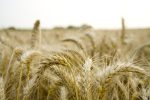 découvrez les avantages de l'agriculture biologique, une méthode respectueuse de l'environnement qui favorise la biodiversité et la santé des sols. apprenez comment elle contribue à la production d'aliments sains et durables, tout en réduisant les impacts négatifs sur notre planète.