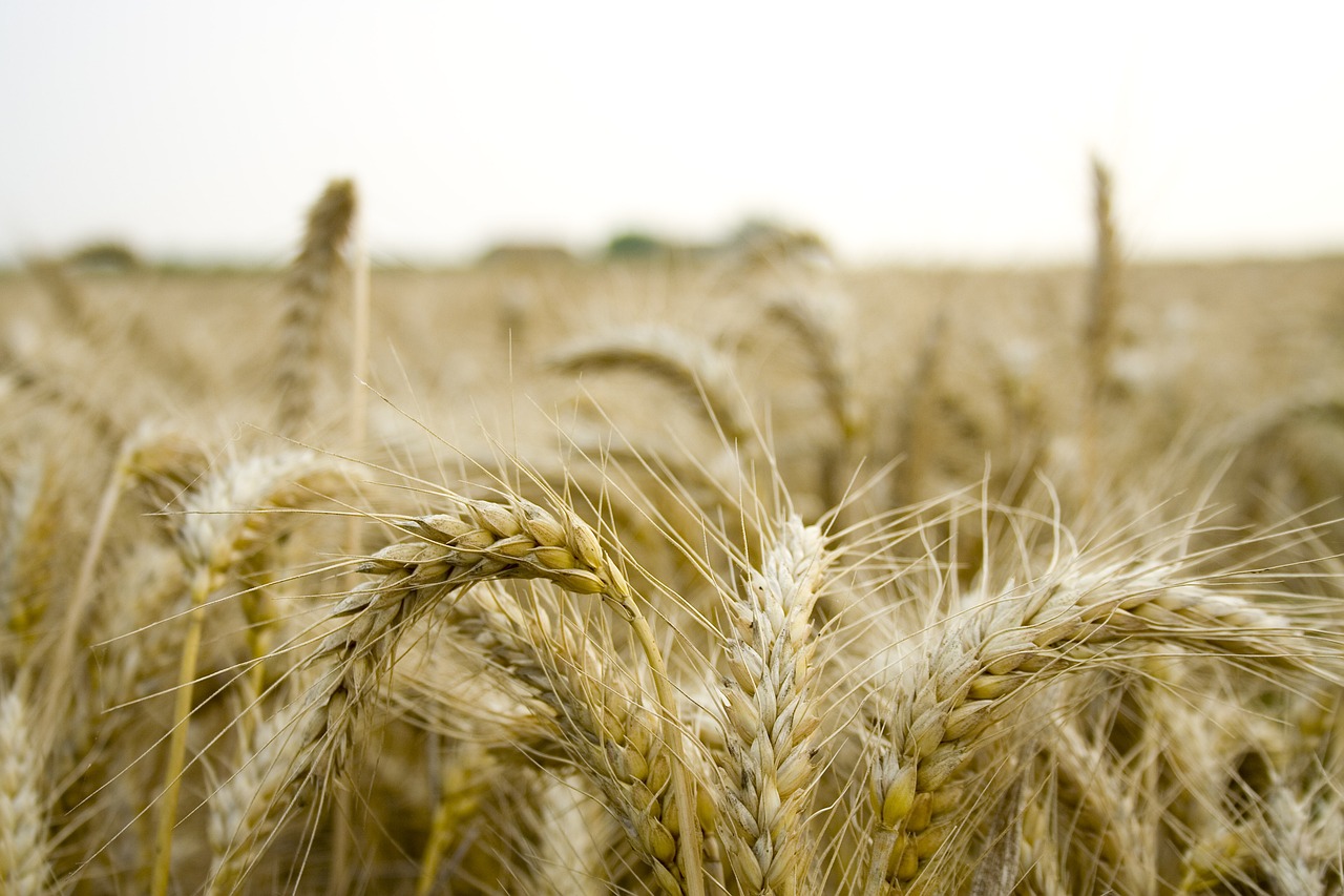 découvrez les avantages de l'agriculture biologique, une méthode respectueuse de l'environnement qui favorise la biodiversité et la santé des sols. apprenez comment elle contribue à la production d'aliments sains et durables, tout en réduisant les impacts négatifs sur notre planète.