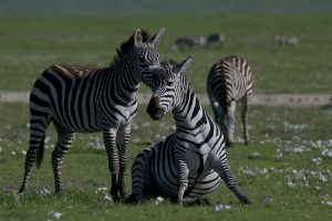 découvrez les différents types d'écosystèmes, leur importance pour la biodiversité et les défis qu'ils rencontrent face aux changements climatiques. plongez dans le monde fascinant des interactions entre les êtres vivants et leur environnement.