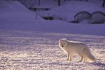 découvrez l'univers fascinant de l'arctique, un monde de paysages glacés, de faune majestueuse et de cultures ancestrales. explorez les défis environnementaux et les merveilles naturelles de cette région unique.